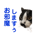 クロ＆ハッチ  その陸（個別スタンプ：21）
