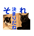 クロ＆ハッチ  その陸（個別スタンプ：23）