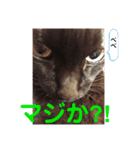 クロ＆ハッチ  お友達(べべ＆玉三郎)（個別スタンプ：5）