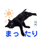 クロ＆ハッチ  お友達(べべ＆玉三郎)（個別スタンプ：7）