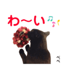 クロ＆ハッチ  お友達(べべ＆玉三郎)（個別スタンプ：11）