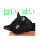 クロ＆ハッチ  お友達(べべ＆玉三郎)（個別スタンプ：13）