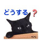 クロ＆ハッチ  お友達(べべ＆玉三郎)（個別スタンプ：16）