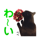 クロ＆ハッチ  お友達(べべ＆玉三郎)（個別スタンプ：20）