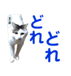 クロ＆ハッチ  お友達(べべ＆玉三郎)（個別スタンプ：24）