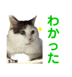 クロ＆ハッチ  お友達(べべ＆玉三郎)（個別スタンプ：29）
