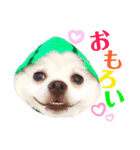 I'm わたがし♡ʾʾパート②（個別スタンプ：1）