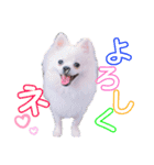 I'm わたがし♡ʾʾパート②（個別スタンプ：8）