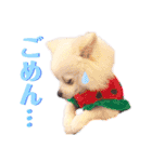 I'm わたがし♡ʾʾパート②（個別スタンプ：9）