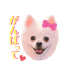 I'm わたがし♡ʾʾパート②（個別スタンプ：11）