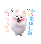 I'm わたがし♡ʾʾパート②（個別スタンプ：12）