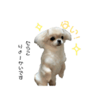 たら子にございます。（個別スタンプ：1）