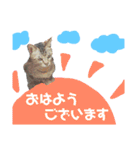 猫のいぶちゃん（個別スタンプ：1）
