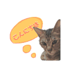 猫のいぶちゃん（個別スタンプ：2）