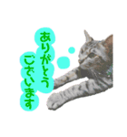 猫のいぶちゃん（個別スタンプ：8）