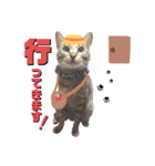 猫のいぶちゃん（個別スタンプ：12）