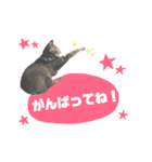 猫のいぶちゃん（個別スタンプ：13）