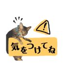猫のいぶちゃん（個別スタンプ：14）