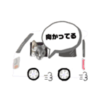 猫のいぶちゃん（個別スタンプ：15）