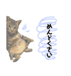猫のいぶちゃん（個別スタンプ：18）