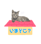 猫のいぶちゃん（個別スタンプ：19）