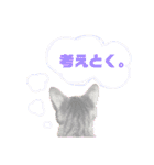 猫のいぶちゃん（個別スタンプ：20）