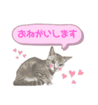猫のいぶちゃん（個別スタンプ：22）