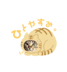 猫のいぶちゃん（個別スタンプ：23）