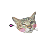 猫のいぶちゃん（個別スタンプ：32）