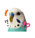 我が家のインコズ。（個別スタンプ：1）