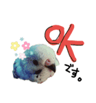 我が家のインコズ。（個別スタンプ：2）