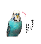 我が家のインコズ。（個別スタンプ：3）