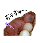 我が家のインコズ。（個別スタンプ：5）