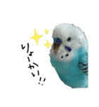 我が家のインコズ。（個別スタンプ：6）