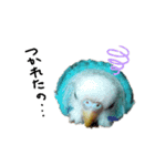 我が家のインコズ。（個別スタンプ：7）