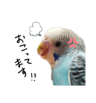 我が家のインコズ。（個別スタンプ：8）