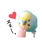 我が家のインコズ。（個別スタンプ：9）