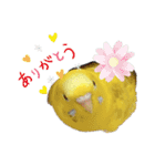 我が家のインコズ。（個別スタンプ：11）