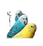 我が家のインコズ。（個別スタンプ：12）