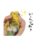 我が家のインコズ。（個別スタンプ：13）