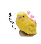我が家のインコズ。（個別スタンプ：14）