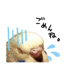 我が家のインコズ。（個別スタンプ：15）