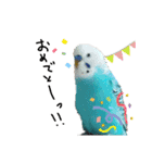 我が家のインコズ。（個別スタンプ：16）