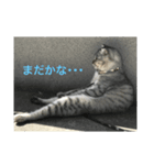 ねこちゃんスタンプ！！（個別スタンプ：4）