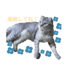 ねこちゃんスタンプ！！（個別スタンプ：6）