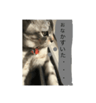 ねこちゃんスタンプ！！（個別スタンプ：7）