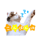 リンのスタンプ＊（個別スタンプ：2）