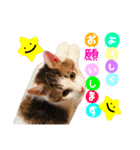 リンのスタンプ＊（個別スタンプ：5）