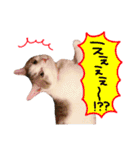リンのスタンプ＊（個別スタンプ：12）