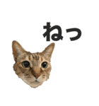デブ猫、キジ柄のキキ（個別スタンプ：1）